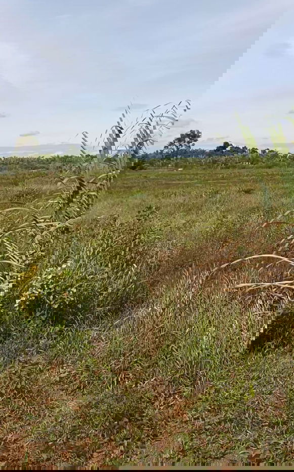 รูป ขายที่ดินสวย ทำเลดี ใกล้โรงน้ำแข็งกิมชุน หนองคาย 10 ไร่, 2 งาน, 54 ตร.ว. - รูปที่ 3/5