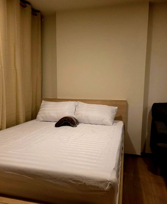 Condos for rent : Rent a beautiful, affordable, ready-to-move-in condo at The Move Kaset, near BTS Senanikom. Interested? Add me on Line: @841qqlnr