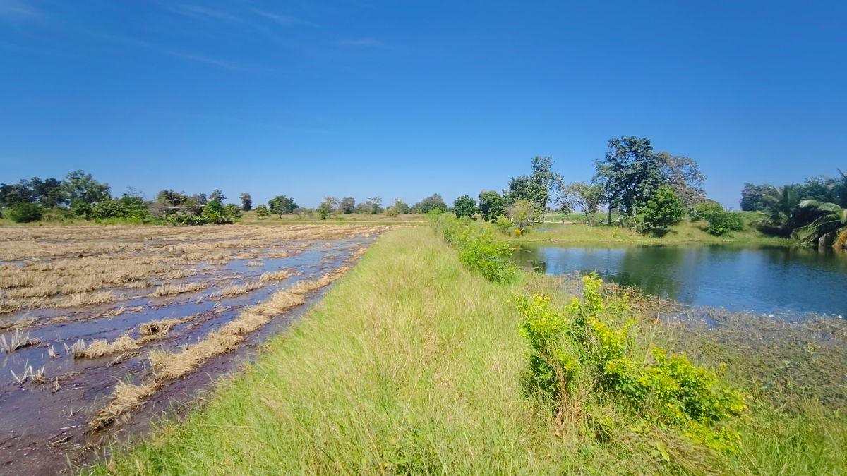 รูป ขายที่ดินติดถนนมอเตอร์เวย์ นครราชสีมา-ขอนแก่น เนื้อที่ 6 ไร่  วิวธรรมชาติ เหมาะสร้างบ้านสวนเกษตร ปลูกพืชผัดผลไม้ ต.กำปัง อ.โนนไทย จ.นครราชสีมา  - รูปที่ 19/27