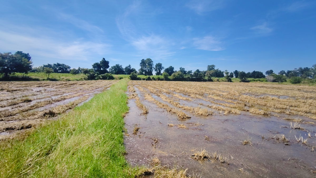 รูป ขายที่ดินติดถนนมอเตอร์เวย์ นครราชสีมา-ขอนแก่น เนื้อที่ 6 ไร่  วิวธรรมชาติ เหมาะสร้างบ้านสวนเกษตร ปลูกพืชผัดผลไม้ ต.กำปัง อ.โนนไทย จ.นครราชสีมา  - รูปที่ 16/27
