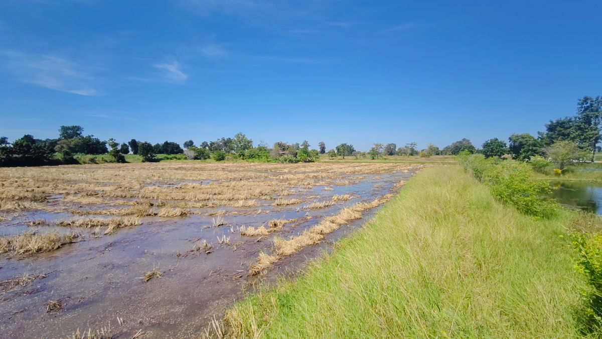 รูป ขายที่ดินติดถนนมอเตอร์เวย์ นครราชสีมา-ขอนแก่น เนื้อที่ 6 ไร่  วิวธรรมชาติ เหมาะสร้างบ้านสวนเกษตร ปลูกพืชผัดผลไม้ ต.กำปัง อ.โนนไทย จ.นครราชสีมา  - รูปที่ 18/27