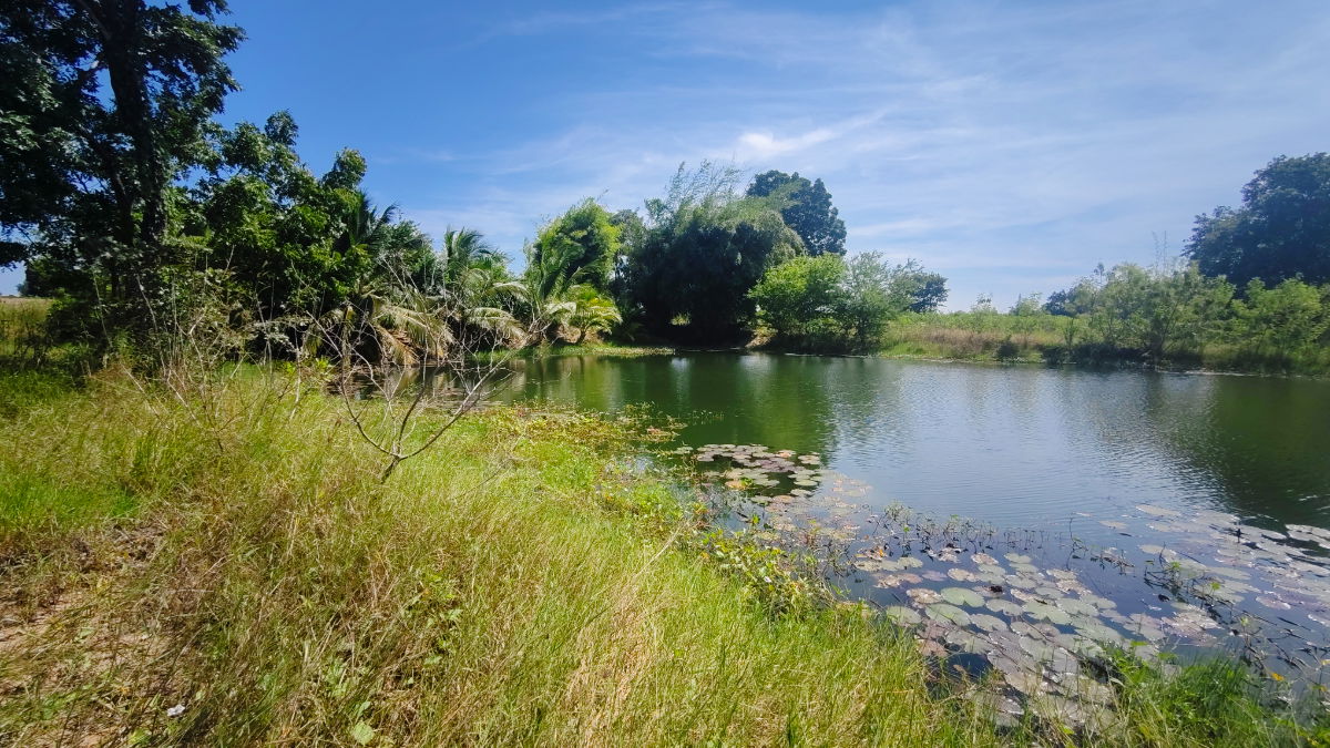 รูป ขายที่ดินติดถนนมอเตอร์เวย์ นครราชสีมา-ขอนแก่น เนื้อที่ 6 ไร่  วิวธรรมชาติ เหมาะสร้างบ้านสวนเกษตร ปลูกพืชผัดผลไม้ ต.กำปัง อ.โนนไทย จ.นครราชสีมา  - รูปที่ 9/27