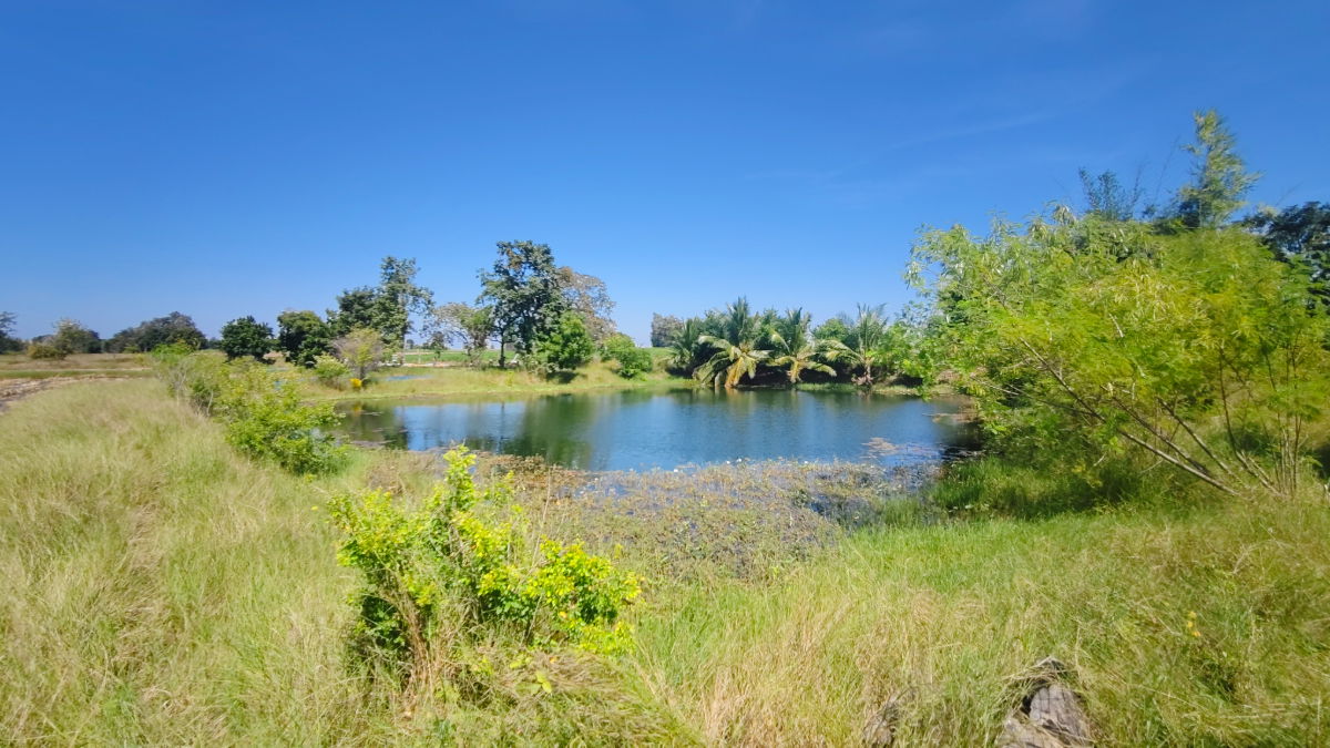 รูป ขายที่ดินติดถนนมอเตอร์เวย์ นครราชสีมา-ขอนแก่น เนื้อที่ 6 ไร่  วิวธรรมชาติ เหมาะสร้างบ้านสวนเกษตร ปลูกพืชผัดผลไม้ ต.กำปัง อ.โนนไทย จ.นครราชสีมา  - รูปที่ 11/27