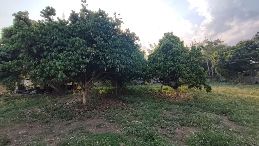 รูป ขายที่ดินหมู่บ้านจอเจริญ หมู่ 4 ต.ดอนศิลา อ.เวียงชัย จ.เชียงราย - รูปที่ 9/11