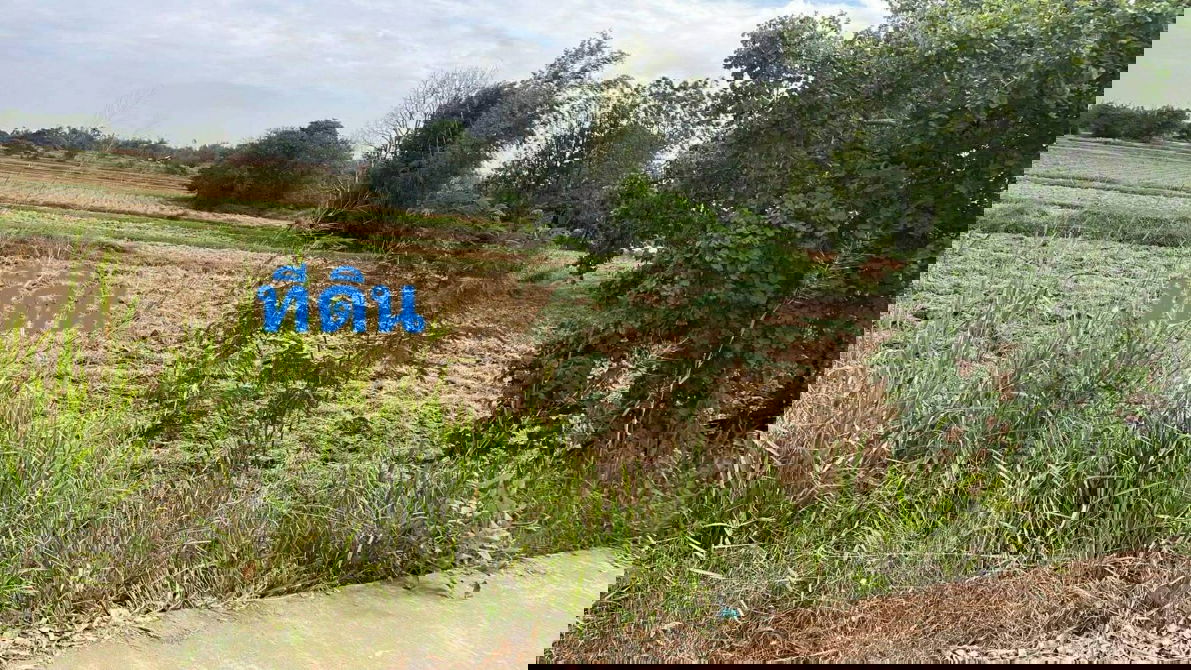 รูป ขายที่ดิน 3 ไร่ ต.กุดตุ้ม อ.เมืองชัยภูมิ ขายต่ำกว่าประเมิน ขาย1ล้านบาท - รูปที่ 4/9