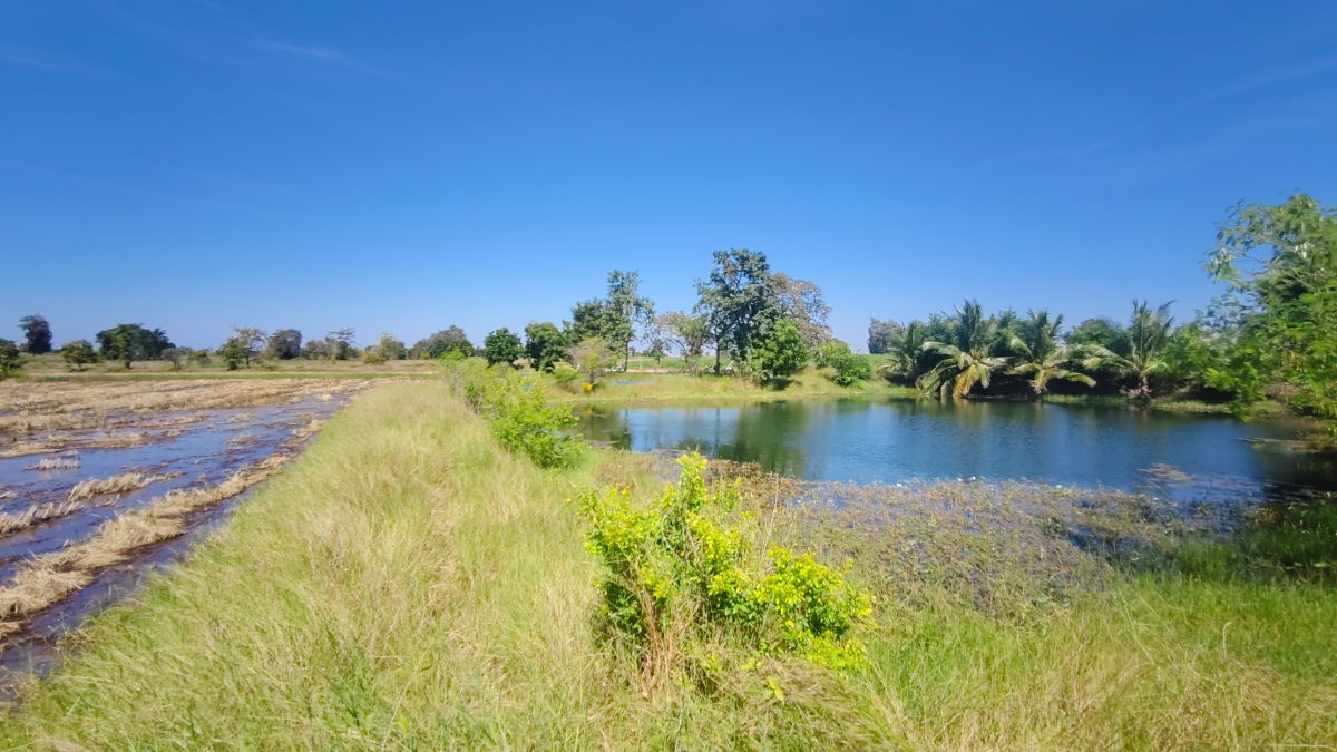 รูป ขายที่ดินติดถนนมอเตอร์เวย์ นครราชสีมา-ขอนแก่น เนื้อที่ 6 ไร่  วิวธรรมชาติ เหมาะสร้างบ้านสวนเกษตร ปลูกพืชผัดผลไม้ ต.กำปัง อ.โนนไทย จ.นครราชสีมา  - รูปที่ 12/27