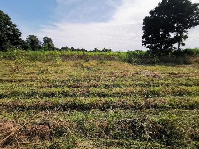 รูป BP00182 ขายที่ดินว่างเปล่า ตำบลบ้านกอก อำเภอจัตุรัส ชัยภูมิ - รูปที่ 5/8