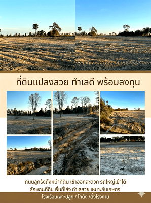 ขายที่ดิน : ขายที่ดิน 92 ไร่ ใกล้อำเภอทรายมูล จ.ยโสธร (โฉนดครุฑแดง)