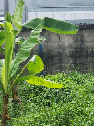 picture FOR RENT  LAND PROPERTY  100000 BAHT per MONTH - 7/8