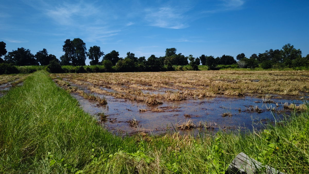 รูป ขายที่ดินติดถนนมอเตอร์เวย์ นครราชสีมา-ขอนแก่น เนื้อที่ 6 ไร่  วิวธรรมชาติ เหมาะสร้างบ้านสวนเกษตร ปลูกพืชผัดผลไม้ ต.กำปัง อ.โนนไทย จ.นครราชสีมา  - รูปที่ 22/27
