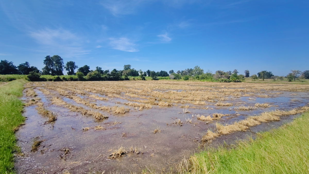 รูป ขายที่ดินติดถนนมอเตอร์เวย์ นครราชสีมา-ขอนแก่น เนื้อที่ 6 ไร่  วิวธรรมชาติ เหมาะสร้างบ้านสวนเกษตร ปลูกพืชผัดผลไม้ ต.กำปัง อ.โนนไทย จ.นครราชสีมา  - รูปที่ 17/27
