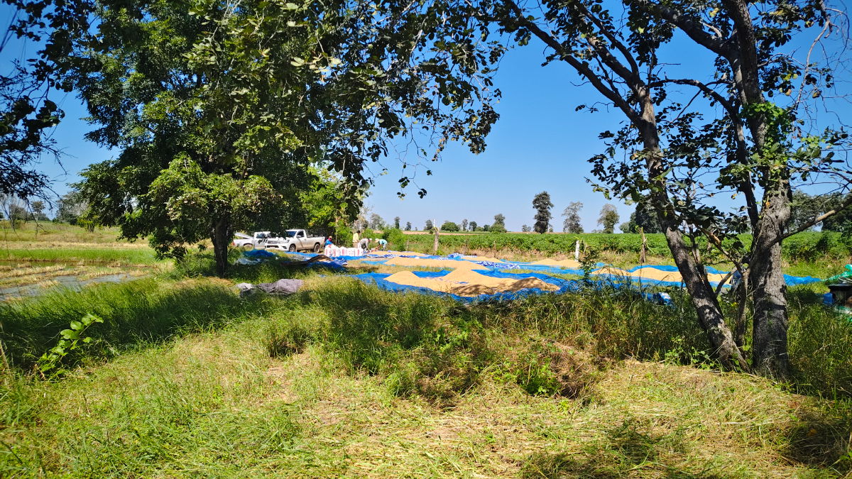 รูป ขายที่ดินติดถนนมอเตอร์เวย์ นครราชสีมา-ขอนแก่น เนื้อที่ 6 ไร่  วิวธรรมชาติ เหมาะสร้างบ้านสวนเกษตร ปลูกพืชผัดผลไม้ ต.กำปัง อ.โนนไทย จ.นครราชสีมา  - รูปที่ 27/27