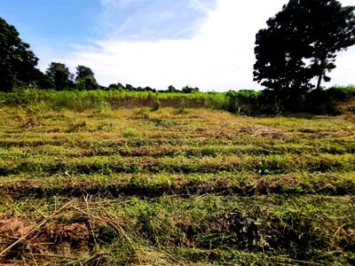 ที่ดิน ชัยภูมิ : BP00182 ขายที่ดินว่างเปล่า ตำบลบ้านกอก อำเภอจัตุรัส ชัยภูมิ