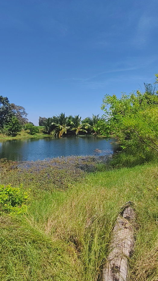 รูป ขายที่ดินติดถนนมอเตอร์เวย์ นครราชสีมา-ขอนแก่น เนื้อที่ 6 ไร่  วิวธรรมชาติ เหมาะสร้างบ้านสวนเกษตร ปลูกพืชผัดผลไม้ ต.กำปัง อ.โนนไทย จ.นครราชสีมา  - รูปที่ 10/27