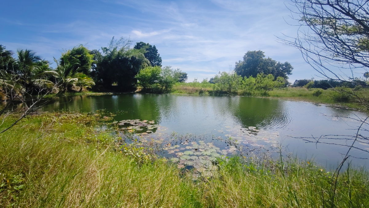 รูป ขายที่ดินติดถนนมอเตอร์เวย์ นครราชสีมา-ขอนแก่น เนื้อที่ 6 ไร่  วิวธรรมชาติ เหมาะสร้างบ้านสวนเกษตร ปลูกพืชผัดผลไม้ ต.กำปัง อ.โนนไทย จ.นครราชสีมา  - รูปที่ 8/27