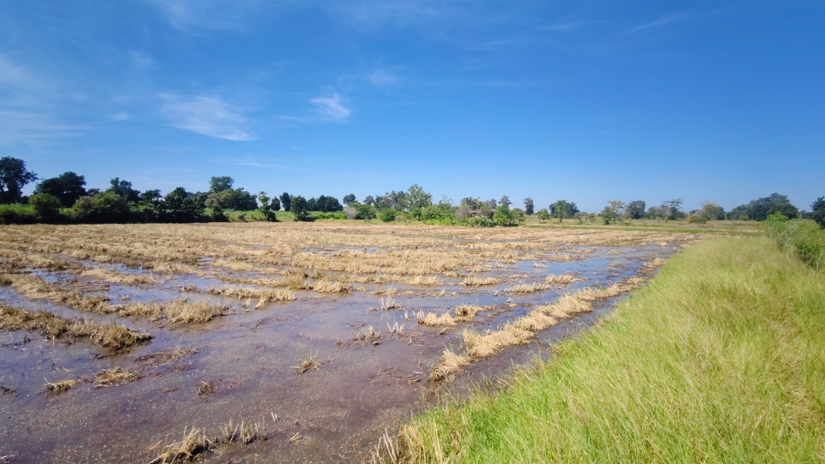 รูป ขายที่ดินติดถนนมอเตอร์เวย์ นครราชสีมา-ขอนแก่น เนื้อที่ 6 ไร่  วิวธรรมชาติ เหมาะสร้างบ้านสวนเกษตร ปลูกพืชผัดผลไม้ ต.กำปัง อ.โนนไทย จ.นครราชสีมา  - รูปที่ 14/27
