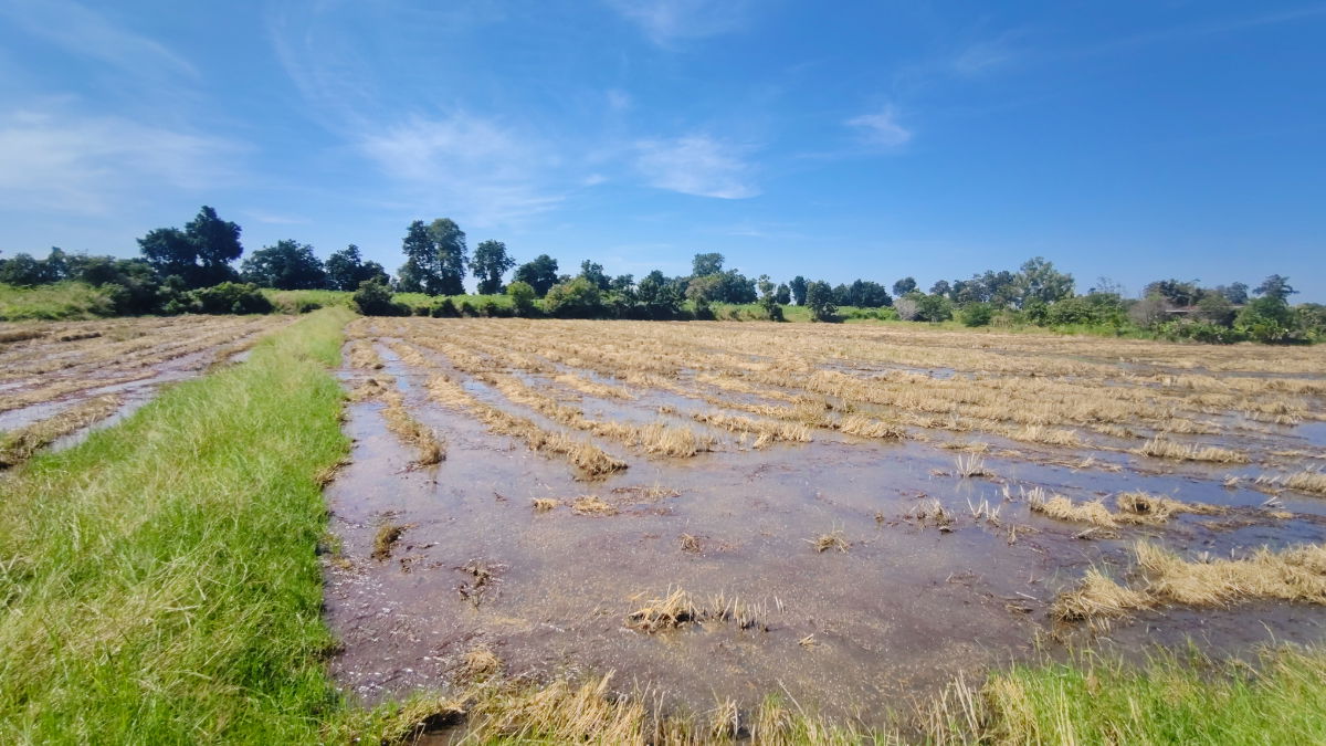 รูป ขายที่ดินติดถนนมอเตอร์เวย์ นครราชสีมา-ขอนแก่น เนื้อที่ 6 ไร่  วิวธรรมชาติ เหมาะสร้างบ้านสวนเกษตร ปลูกพืชผัดผลไม้ ต.กำปัง อ.โนนไทย จ.นครราชสีมา  - รูปที่ 15/27