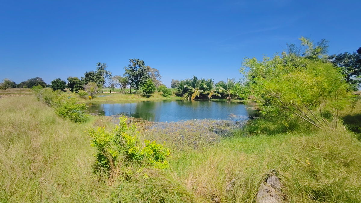 รูป ขายที่ดินติดถนนมอเตอร์เวย์ นครราชสีมา-ขอนแก่น เนื้อที่ 6 ไร่  วิวธรรมชาติ เหมาะสร้างบ้านสวนเกษตร ปลูกพืชผัดผลไม้ ต.กำปัง อ.โนนไทย จ.นครราชสีมา  - รูปที่ 20/27