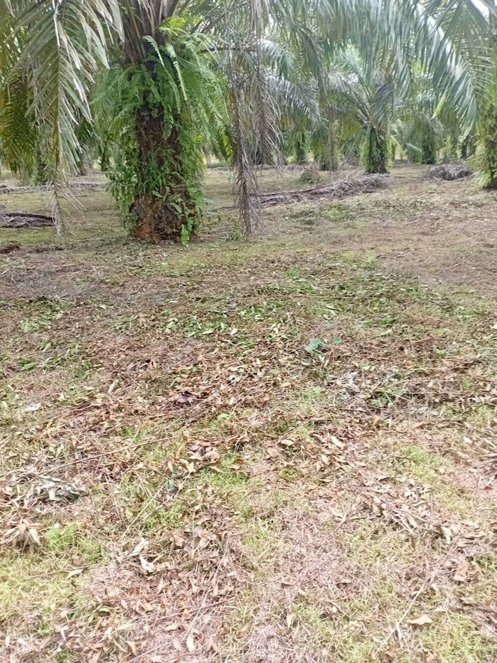 รูป ขายที่ดินพร้อมสวนปาล์ม ทำเลทอง 26 ไร่ 97.1 ตร.ว. อ.เมืองพังงา หลังการยางแห่งประเทศไทย จ.พังงา - รูปที่ 7/13