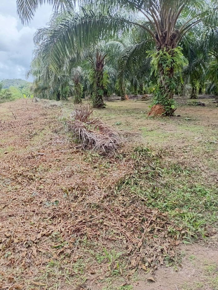 รูป ขายที่ดินพร้อมสวนปาล์ม ทำเลทอง 26 ไร่ 97.1 ตร.ว. อ.เมืองพังงา หลังการยางแห่งประเทศไทย จ.พังงา - รูปที่ 5/13