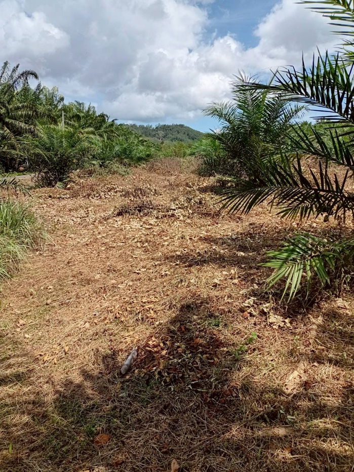 รูป ขายที่ดินพร้อมสวนปาล์ม ทำเลทอง 26 ไร่ 97.1 ตร.ว. อ.เมืองพังงา หลังการยางแห่งประเทศไทย จ.พังงา - รูปที่ 2/13