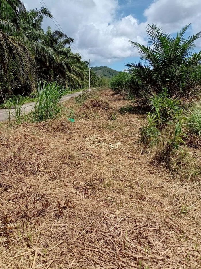 รูป ขายที่ดินพร้อมสวนปาล์ม ทำเลทอง 26 ไร่ 97.1 ตร.ว. อ.เมืองพังงา หลังการยางแห่งประเทศไทย จ.พังงา - รูปที่ 1/13