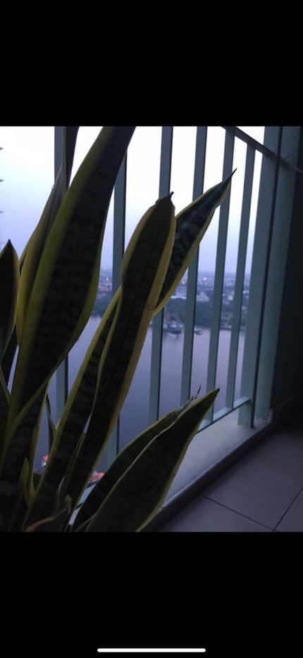 รูป 🔥🔥 ด่วน ห้องไปไวมากกก 🔥🔥Code: KJ3184  ให้เช่า Lumpini Park Riverside Rama 3 / จองเดือนนี้รับเงินคืน1,000บาท / @kjcondo (มี@ข้างหน้าด้วยนะคะ) - รูปที่ 22/24