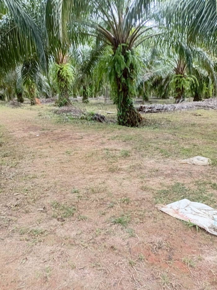 รูป ขายที่ดินพร้อมสวนปาล์ม ทำเลทอง 26 ไร่ 97.1 ตร.ว. อ.เมืองพังงา หลังการยางแห่งประเทศไทย จ.พังงา - รูปที่ 4/13