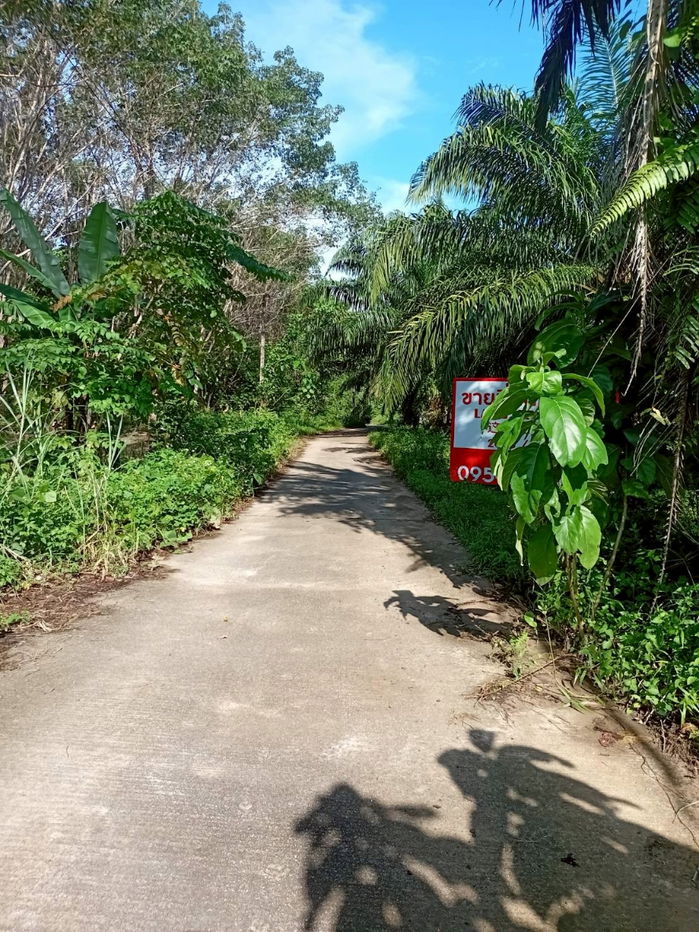 รูป ขายที่ดินพร้อมสวนปาล์ม ทำเลทอง 26 ไร่ 97.1 ตร.ว. อ.เมืองพังงา หลังการยางแห่งประเทศไทย จ.พังงา - รูปที่ 12/13