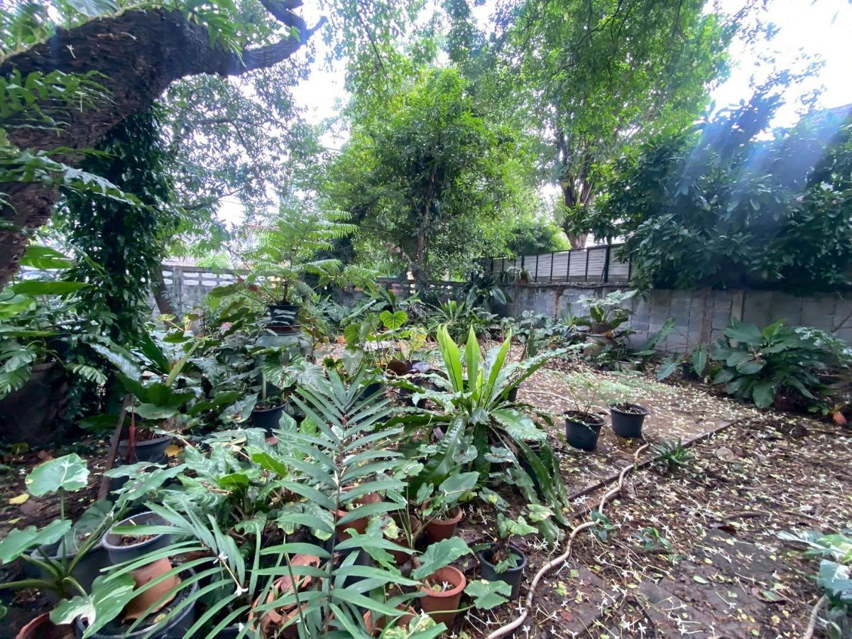 รูป 🏡 ขายบ้านเดี่ยว พร้อมที่ดิน ซอยติวานนท์ 18  List : 95196 - รูปที่ 3/12