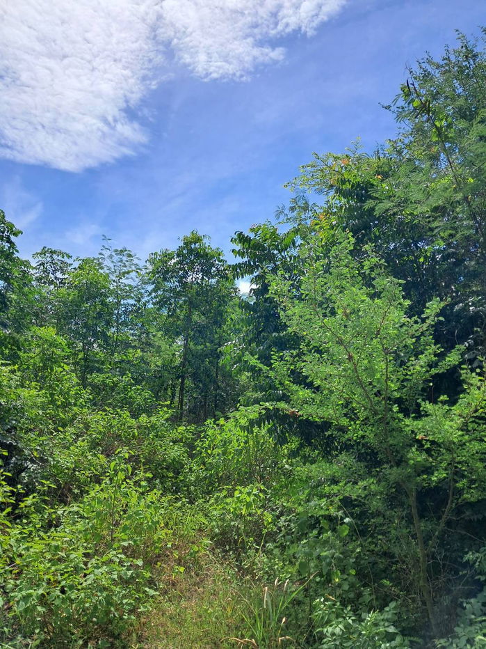 รูป 🏞️  ขายที่ดินเปล่า 4-0-72 ไร่ ต.กลอนโด อ.ด่านมะขามเตี้ย จ.กาญจนบุรี   📌 Listing no. 94739 - รูปที่ 2/5