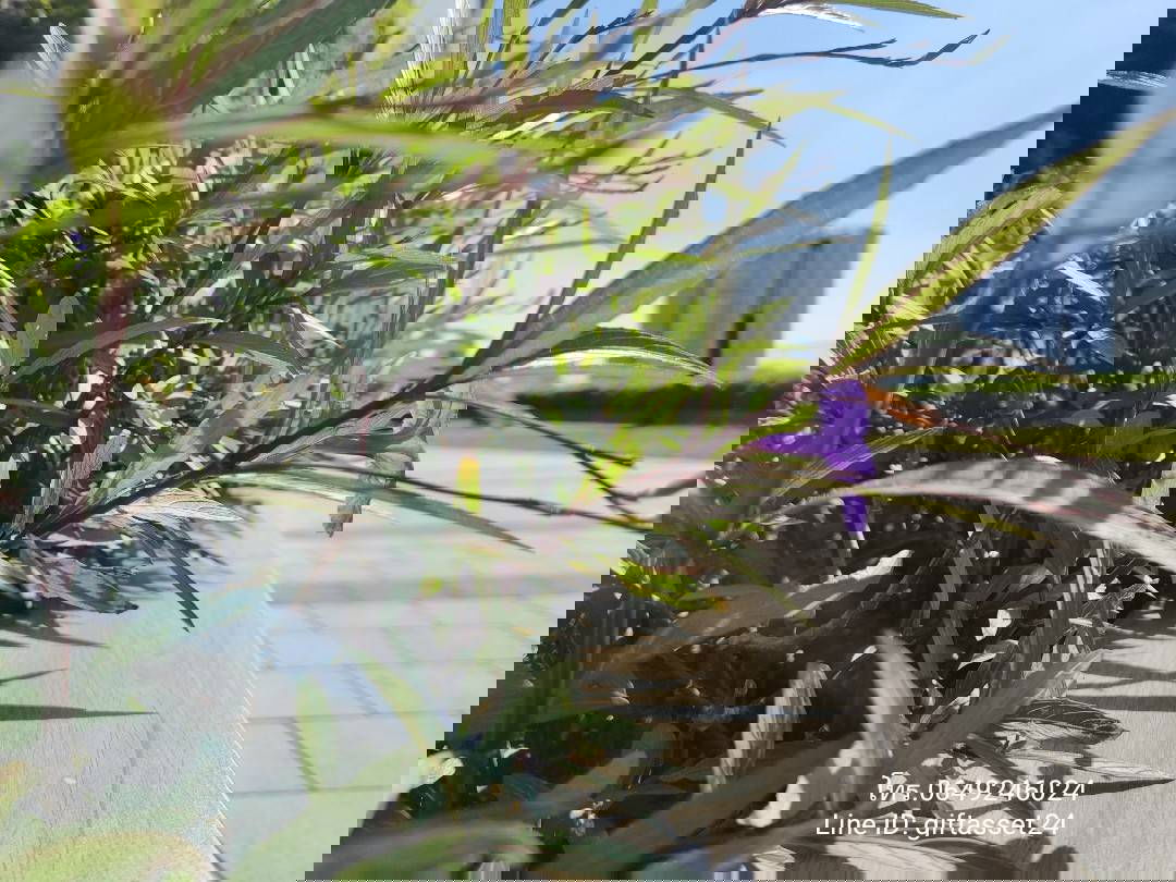 รูป D15  ให้เช่า คอนโด The Politan Aqua - รูปที่ 14/16