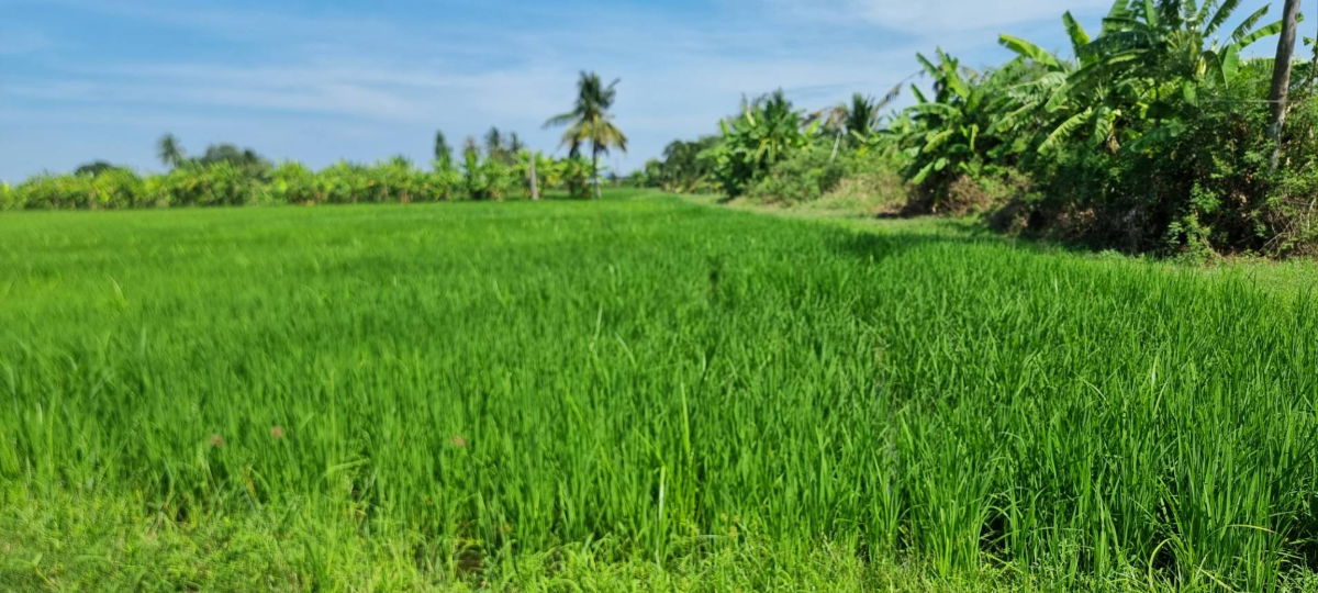 รูป ขายที่ดิน 1 ไร่ ใกล้สุวรรณภูมิ - รูปที่ 5/10