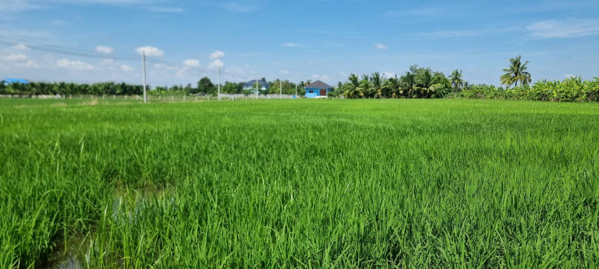 รูป ขายที่ดิน 1 ไร่ ใกล้สุวรรณภูมิ - รูปที่ 6/9