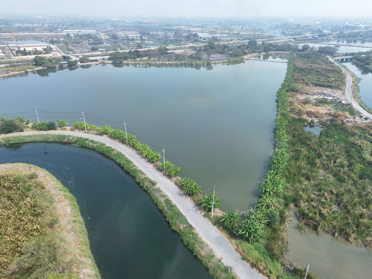 รูป ขายที่สีม่วง  31  ไร่ ใกล้ถนนเลียบมอเตอร์เวย์ สาย 7 ใกล้นิคมอมตะ ชลบุรี  ต.บางนาง อ.พานทอง จ.ชลบุรี - รูปที่ 2/9