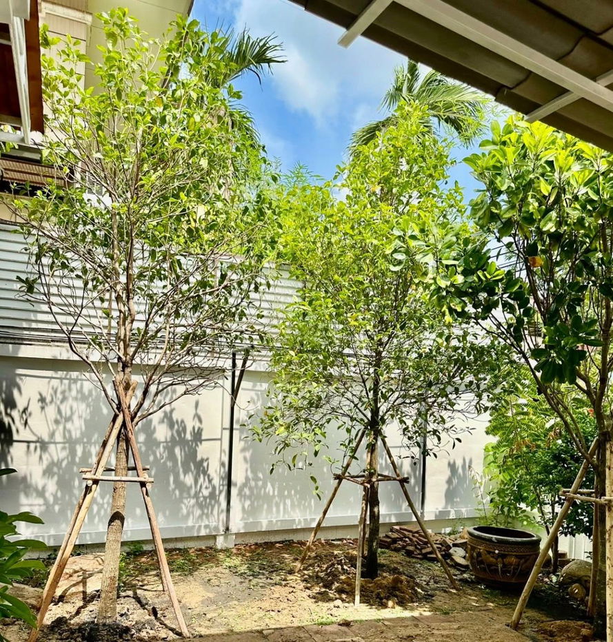 รูป HR3106ขายบ้านเดี่ยวหลังใหญ่ 70 ตร.ว. หมู่บ้านชัยพฤกษ์ รามอินทรา – วัชรพล (เฟส 2) พื้นที่กว้างขวาง    บรรยากาศร่มรื่น ทำเลศักยภาพเชื่อมต่อทุกความสะดวก - รูปที่ 8/9