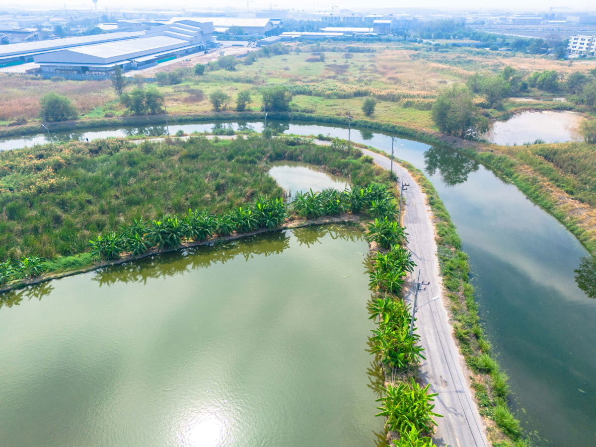 รูป ขายที่สีม่วง  31  ไร่ ใกล้ถนนเลียบมอเตอร์เวย์ สาย 7 ใกล้นิคมอมตะ ชลบุรี  ต.บางนาง อ.พานทอง จ.ชลบุรี - รูปที่ 8/9