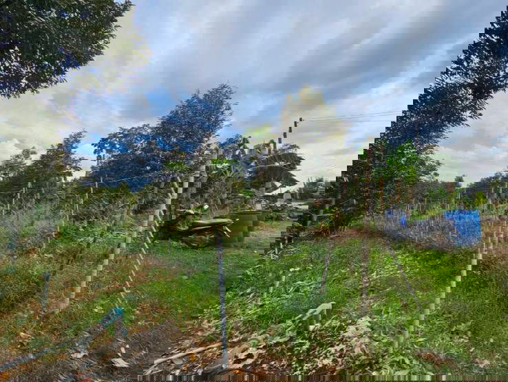 picture Land for sale with fruit orchard, 5 rai, Na Yai Am District, Chanthaburi. - 12/12