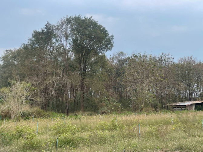 รูป ขายที่ดินตำบลขนงพระเขาใหญ่ปากช่องนครราชสีมา​  ใกล้ สนามกอฟท์ แลนโช่ ชาญวี  พื้นที่​ขนาด 4 ไร่  ขาย12,000,000บาท  เอกสาร​สิทธิ์​ นส3.ก   - รูปที่ 3/6