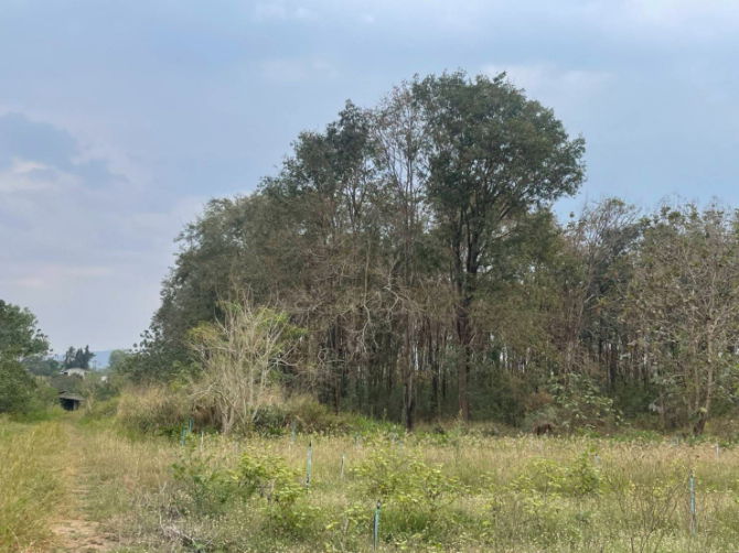 รูป ขายที่ดินตำบลขนงพระเขาใหญ่ปากช่องนครราชสีมา​  ใกล้ สนามกอฟท์ แลนโช่ ชาญวี  พื้นที่​ขนาด 4 ไร่  ขาย12,000,000บาท  เอกสาร​สิทธิ์​ นส3.ก   - รูปที่ 4/6