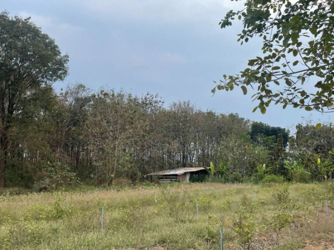 รูป ขายที่ดินตำบลขนงพระเขาใหญ่ปากช่องนครราชสีมา​  ใกล้ สนามกอฟท์ แลนโช่ ชาญวี  พื้นที่​ขนาด 4 ไร่  ขาย12,000,000บาท  เอกสาร​สิทธิ์​ นส3.ก   - รูปที่ 5/6