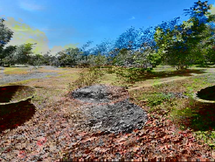 picture Fruit orchard for sale in Khlung  - 8/10