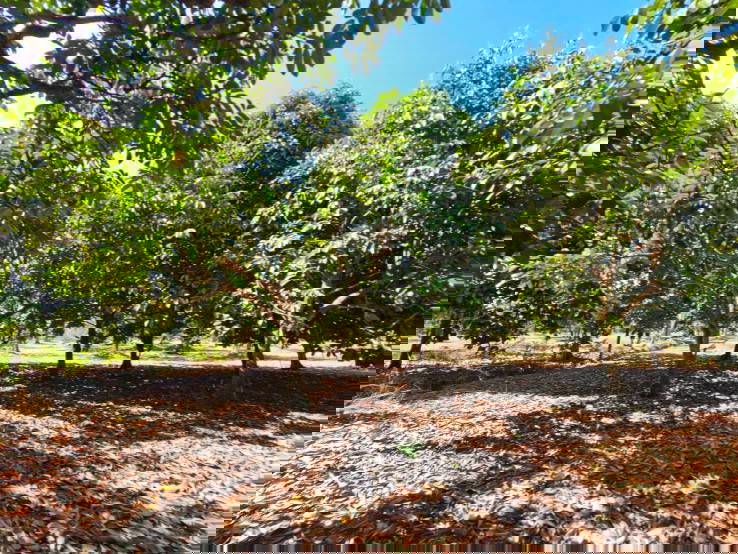 picture Fruit orchard for sale in Khlung  - 6/10