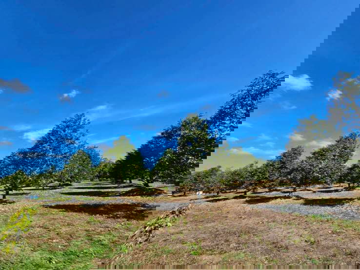 picture Fruit orchard for sale in Khlung  - 3/10