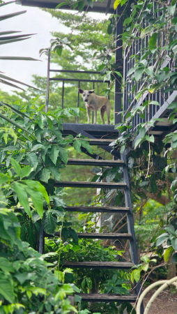 รูป ให้เช่าบ้านเดี่ยว วิวเขา ใกล้ บรุคไซด์ วัลเล่ย์ รีสอร์ท ระยอง เหมาะมากสำหรับ • คนรักธรรมชาติ - รูปที่ 11/19