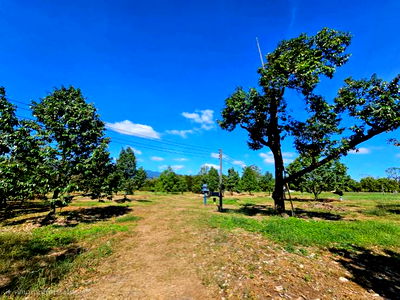 ขายที่ดิน : ขายสวนผลไม้ อำเภอขลุง  จันทบุรี พร้อมให้ผลผลิต 