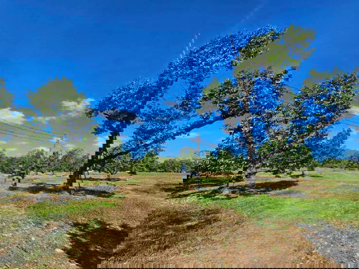 picture Fruit orchard for sale in Khlung  - 1/10