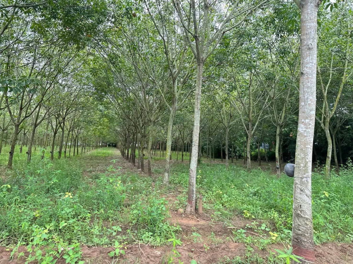 รูป ขายที่ดิน82ไร่อำเภอเสิงสางจังหวัดนครราชสีมา ติดถนนราชสีมาโชคชัย ห่างที่ว่าการอำเภอ1กิโลเมตร หน้ากว้างติดถนนประมาณ430เมตร พื้นที่82-3-22ไร่ - รูปที่ 4/5