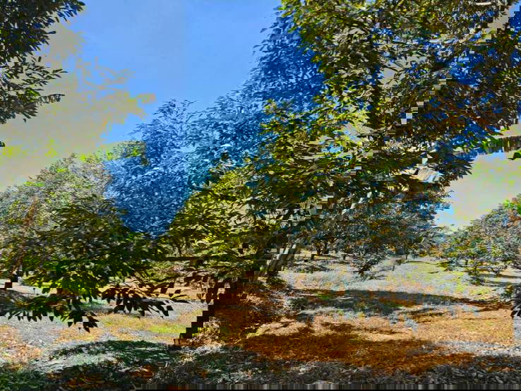 picture Fruit orchard for sale in Khlung  - 5/10