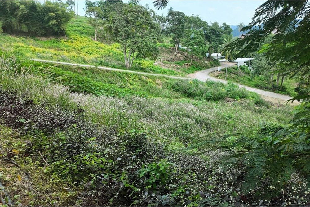 picture [920121060-116] Hill-view plot, whole or subdivided, Ideal for Investment, Maenam - 8/15
